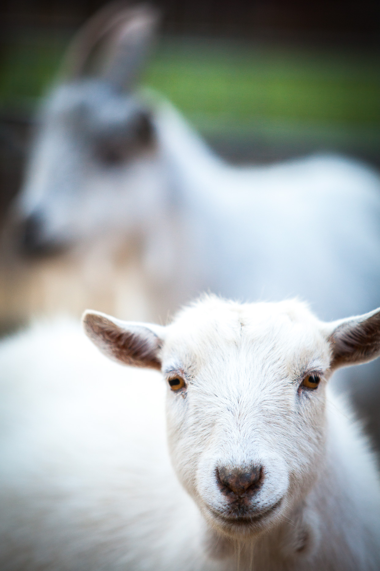 20120727_sb_foodshed_s_0043